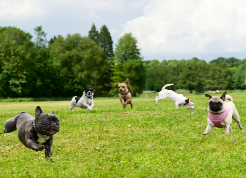 walk a dog without a leash