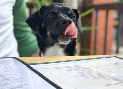 dog friendly restaurants