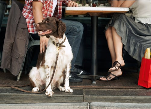 dog friendly restaurants