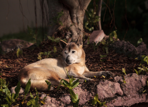 New Guinea Highland Wild Dog