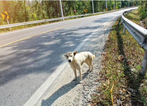 walk a dog without a leash