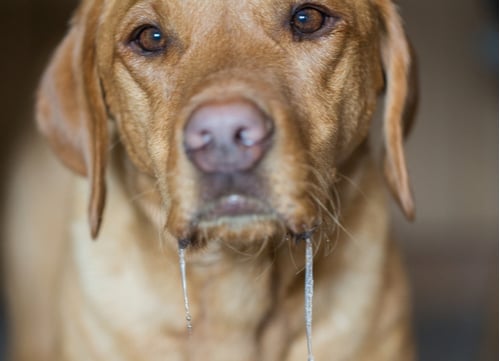 dog's excessive drooling