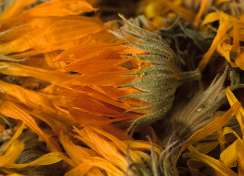 natural antibiotics for dogs Calendula