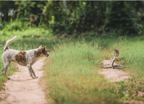 walking a dog without a leash