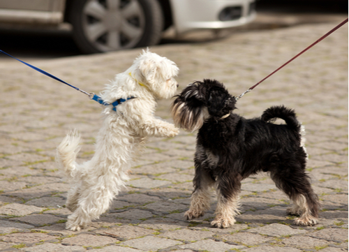 walking a dog without a leash