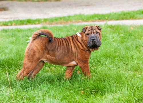 wrinkly dog breeds Chinese Shar-Pei