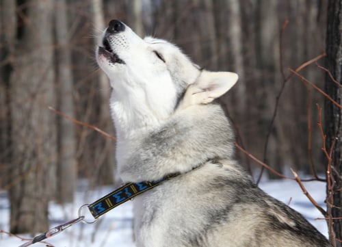 Dog Sounds Husky Howling