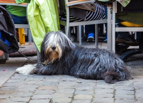 dog friendly restaurants