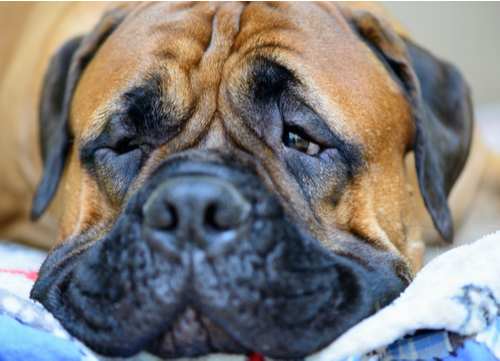 wrinkly dog breeds Bullmastiff