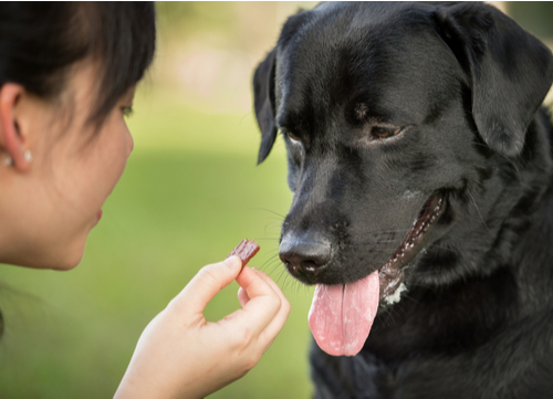 dog's excessive drooling