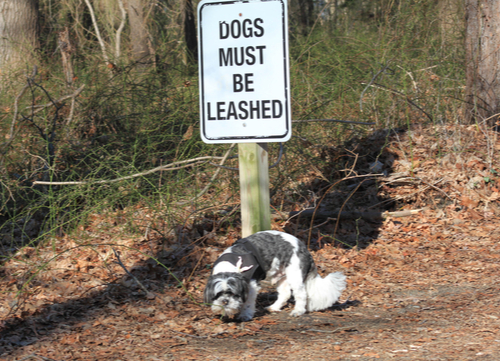 walk a dog without a leash