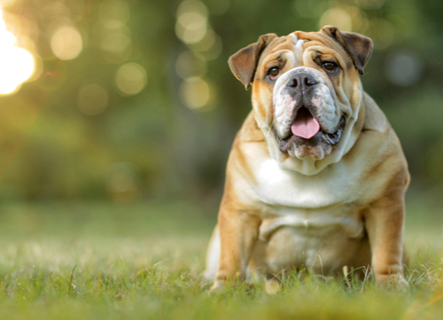 wrinkly dog breeds bulldog