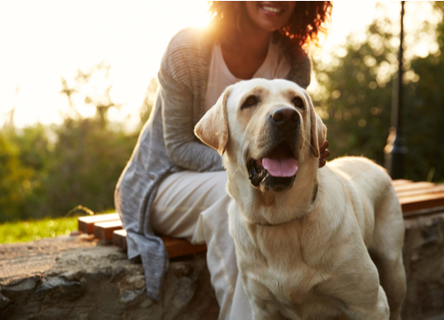 Natural antibiotics Labrador Retriever 