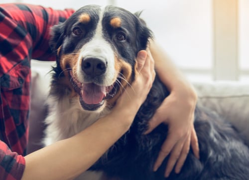 natural antibiotics for dogs