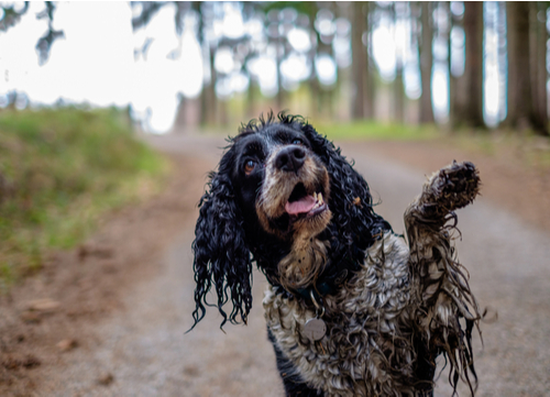 walking a dog without a leash