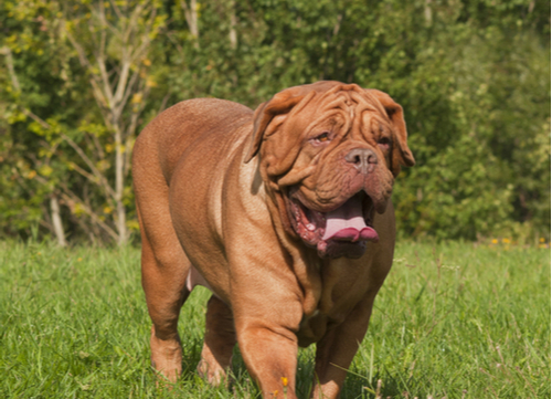 wrinkly dog breeds Dogue de Bordeaux