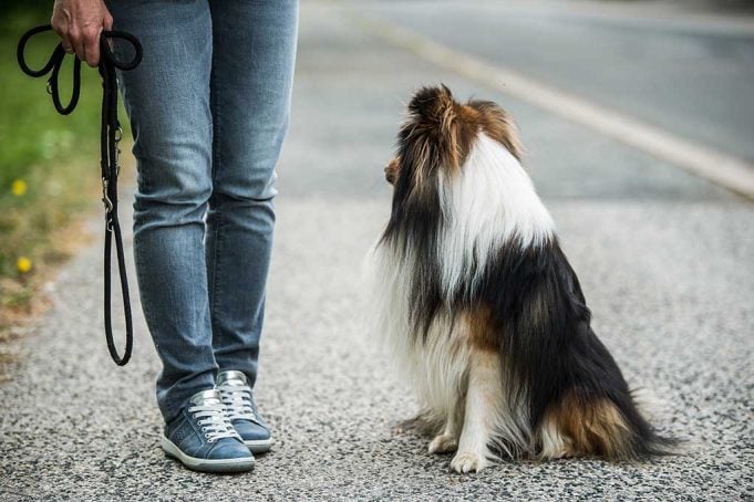 walking a dog without a leash