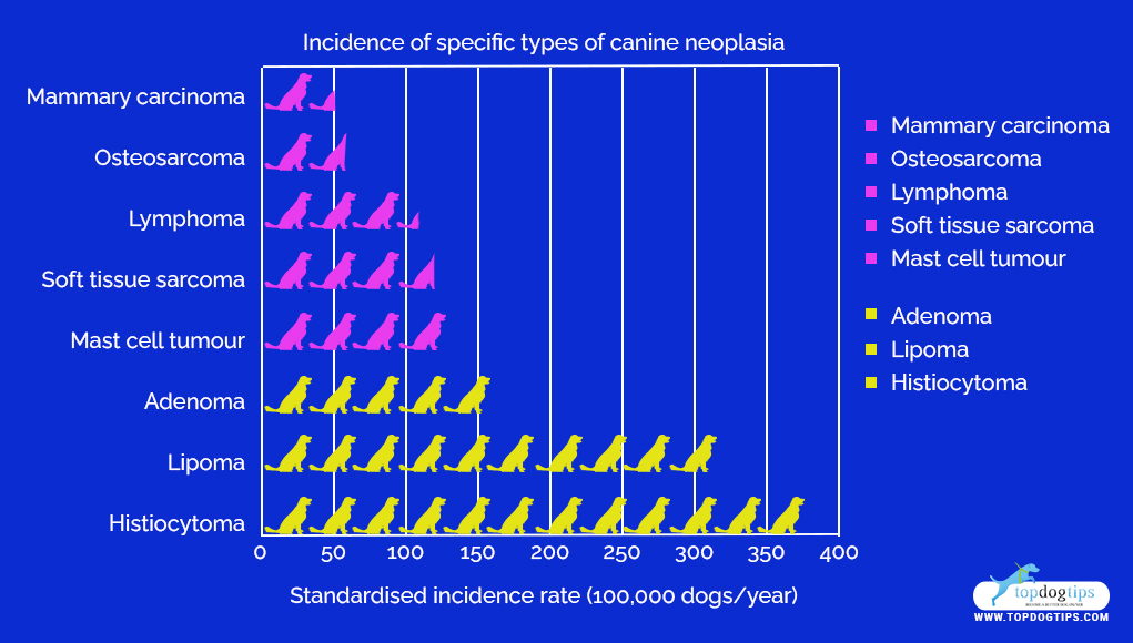 Cancer-Causing Dog Products 