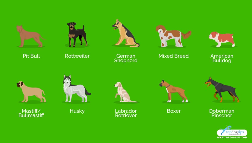  Dangerous Dog Breeds 