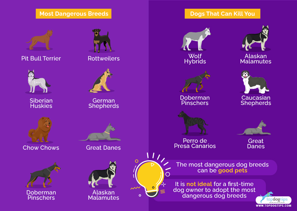  Dangerous Dog Breeds 