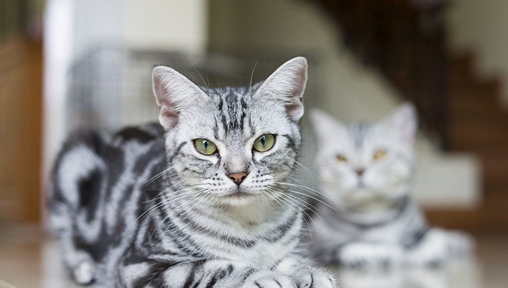 10 best cat breeds