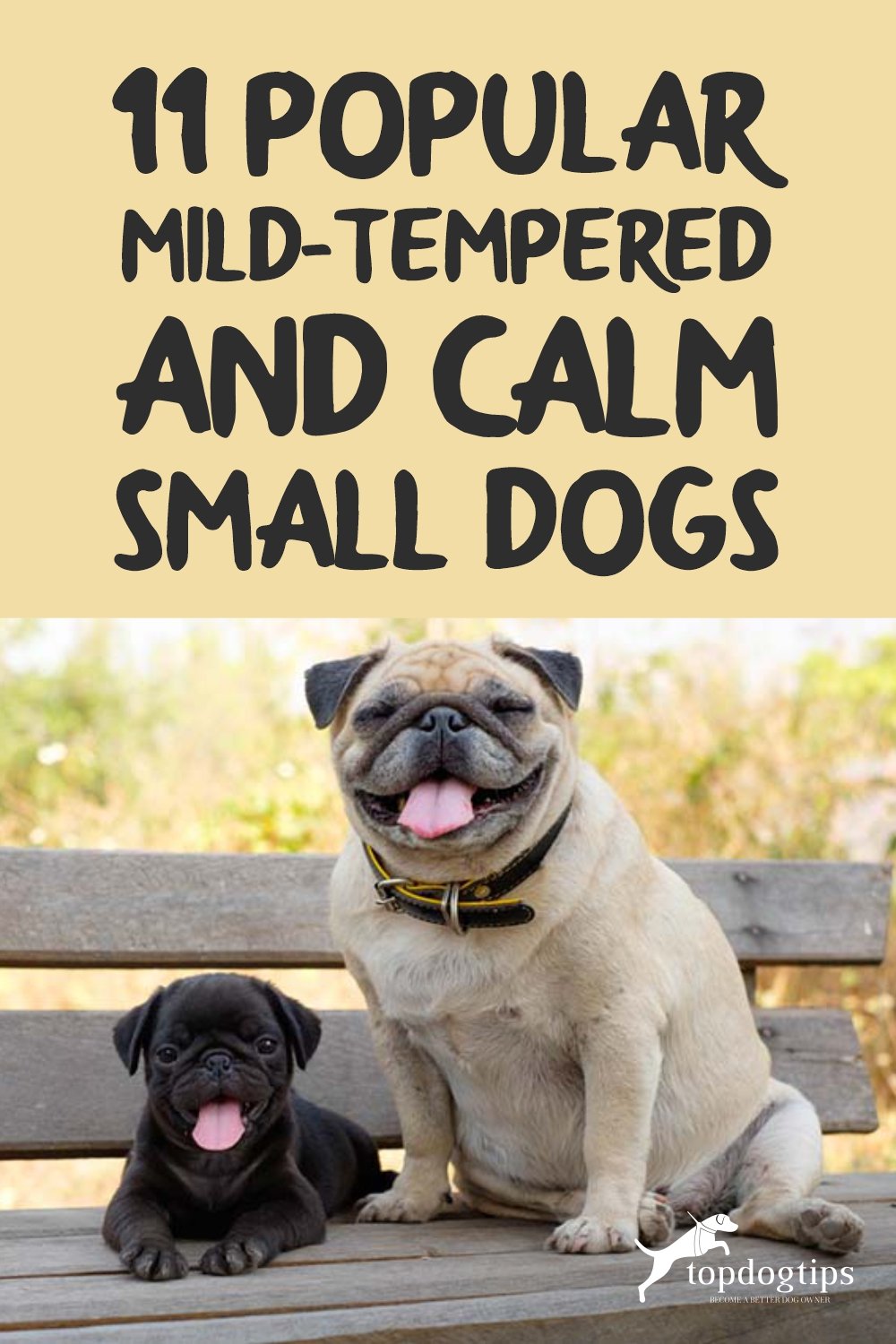 Calm Small Dogs