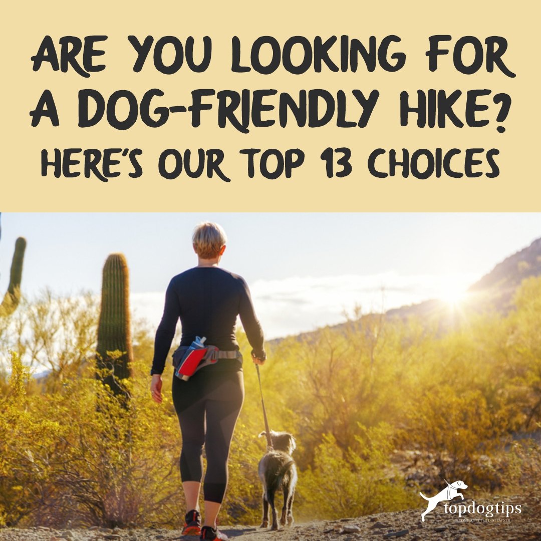 Dog-Friendly Hike