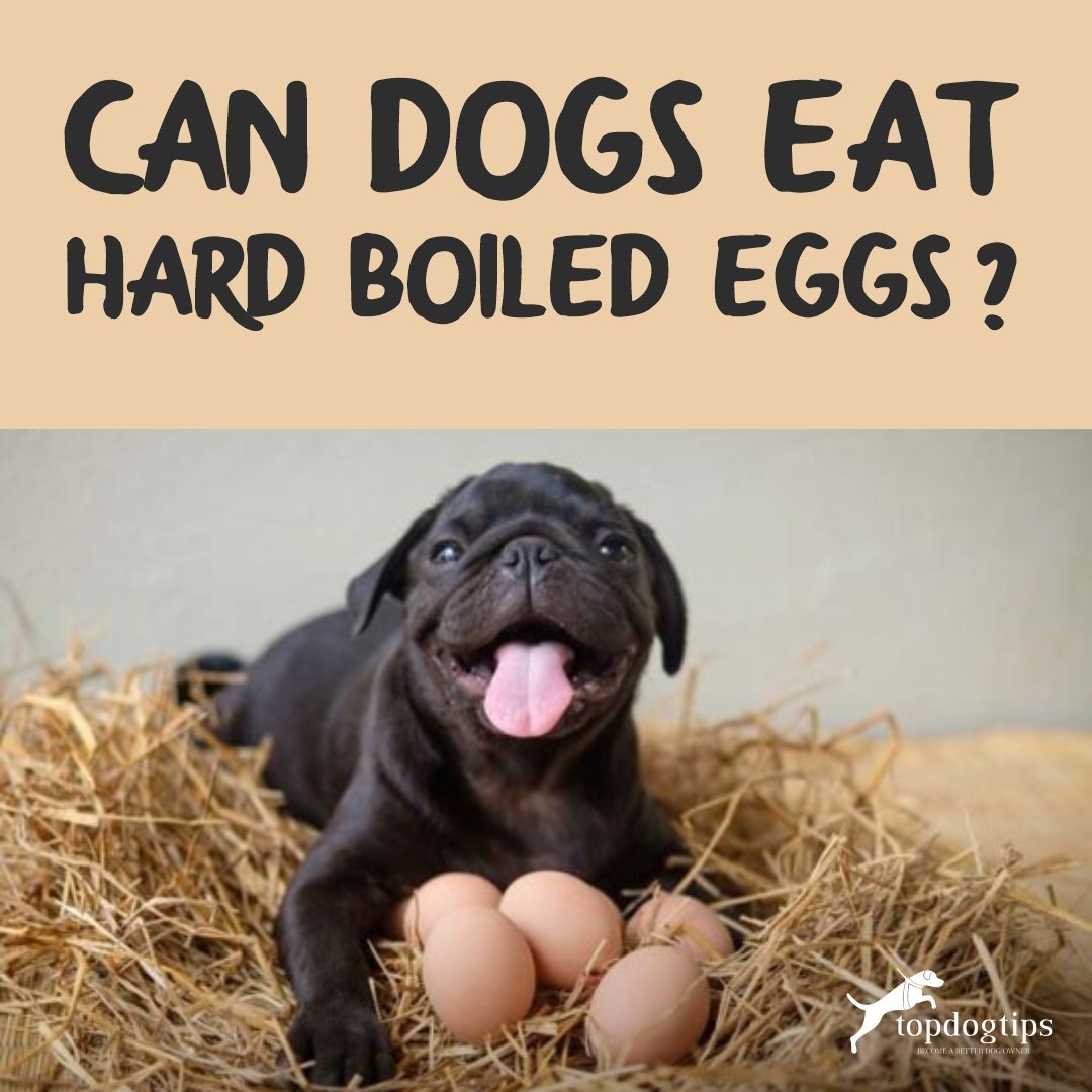 Can Dogs Eat Hard Boiled Eggs-