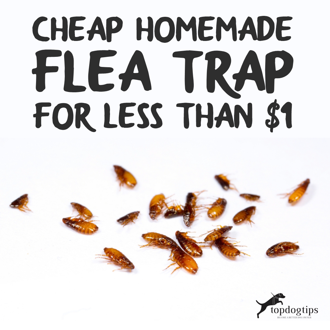 Homemade Flea Trap