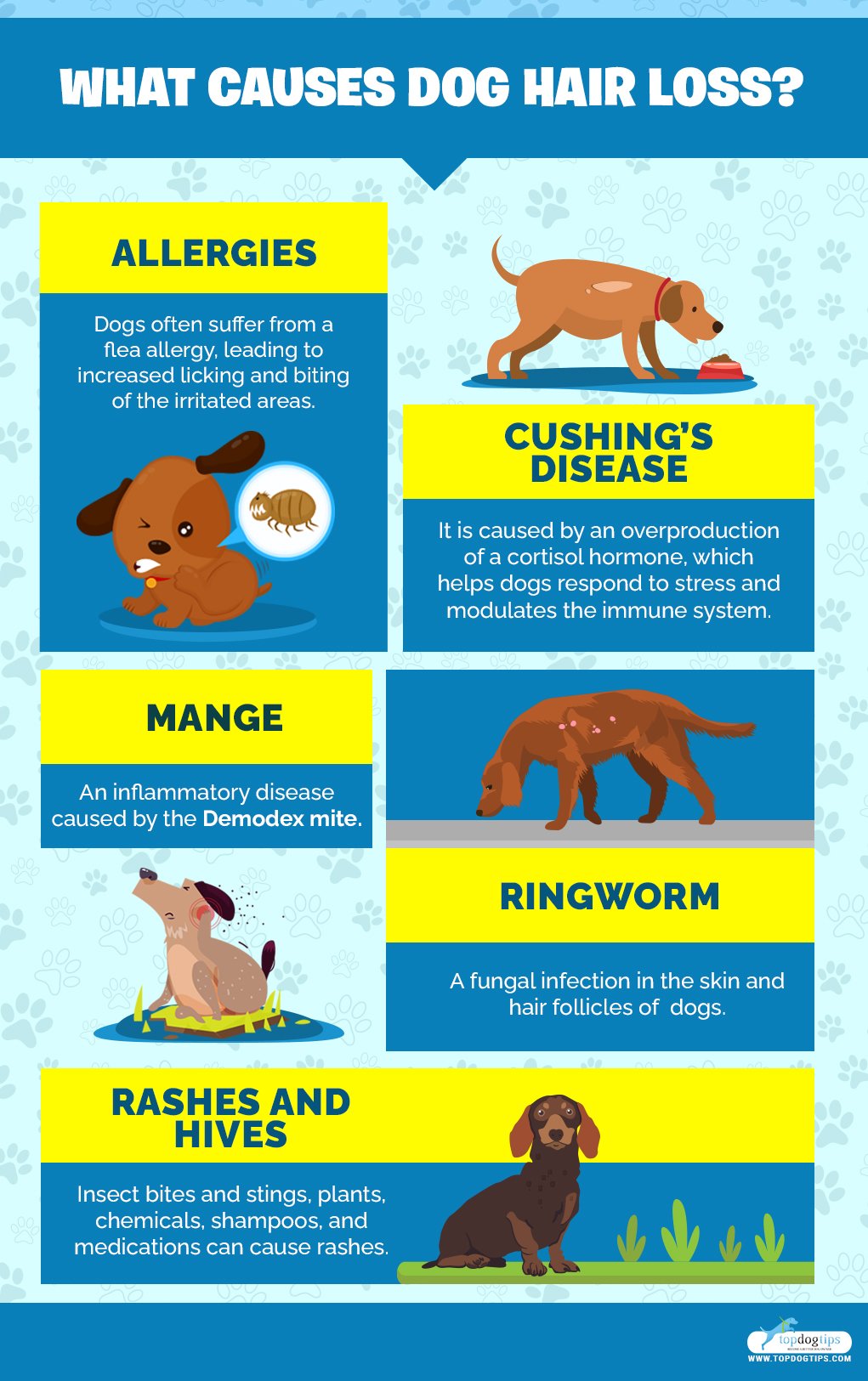 Dog Hair Loss 