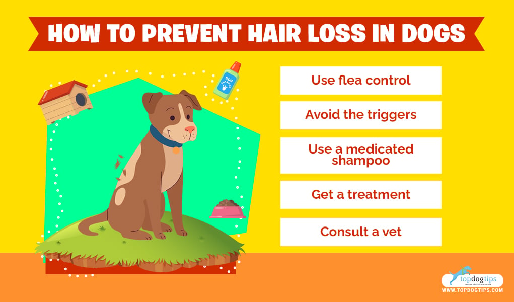 Dog Hair Loss 