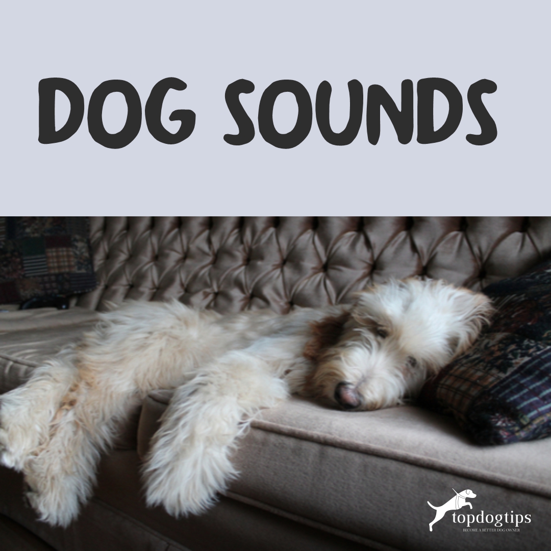 Dog Sounds