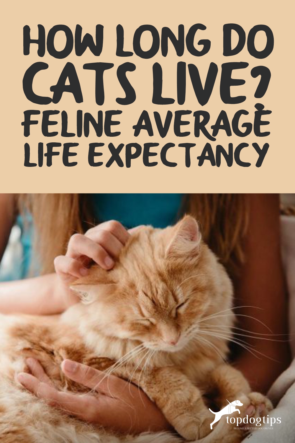 Feline Average Life Expectancy