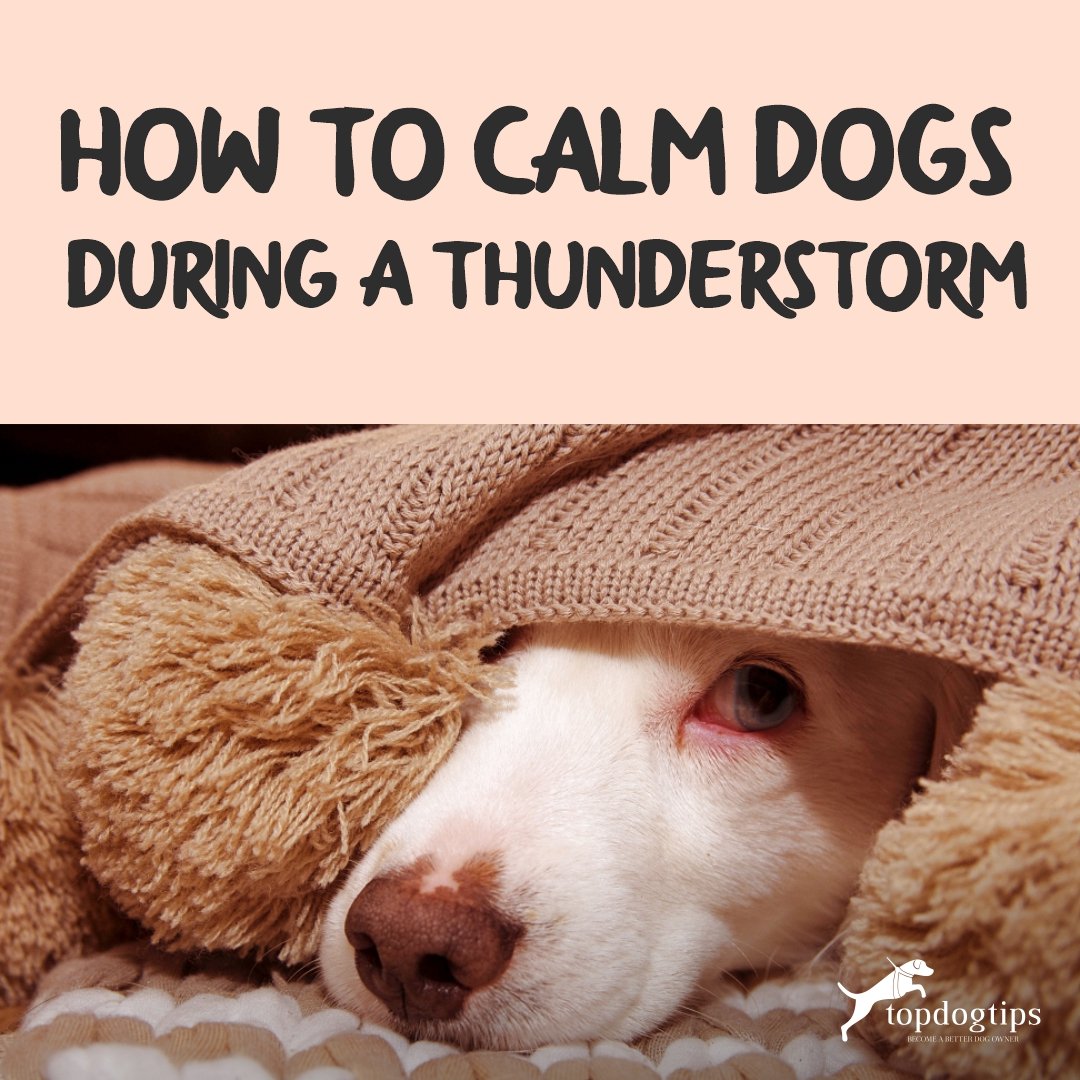 Dogs During A Thunderstorm