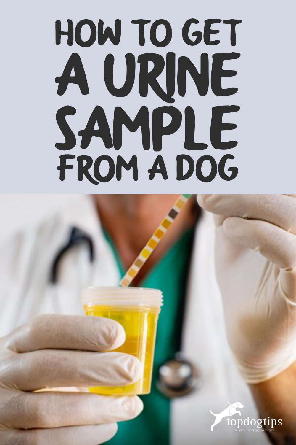 Dog Urine Sample 