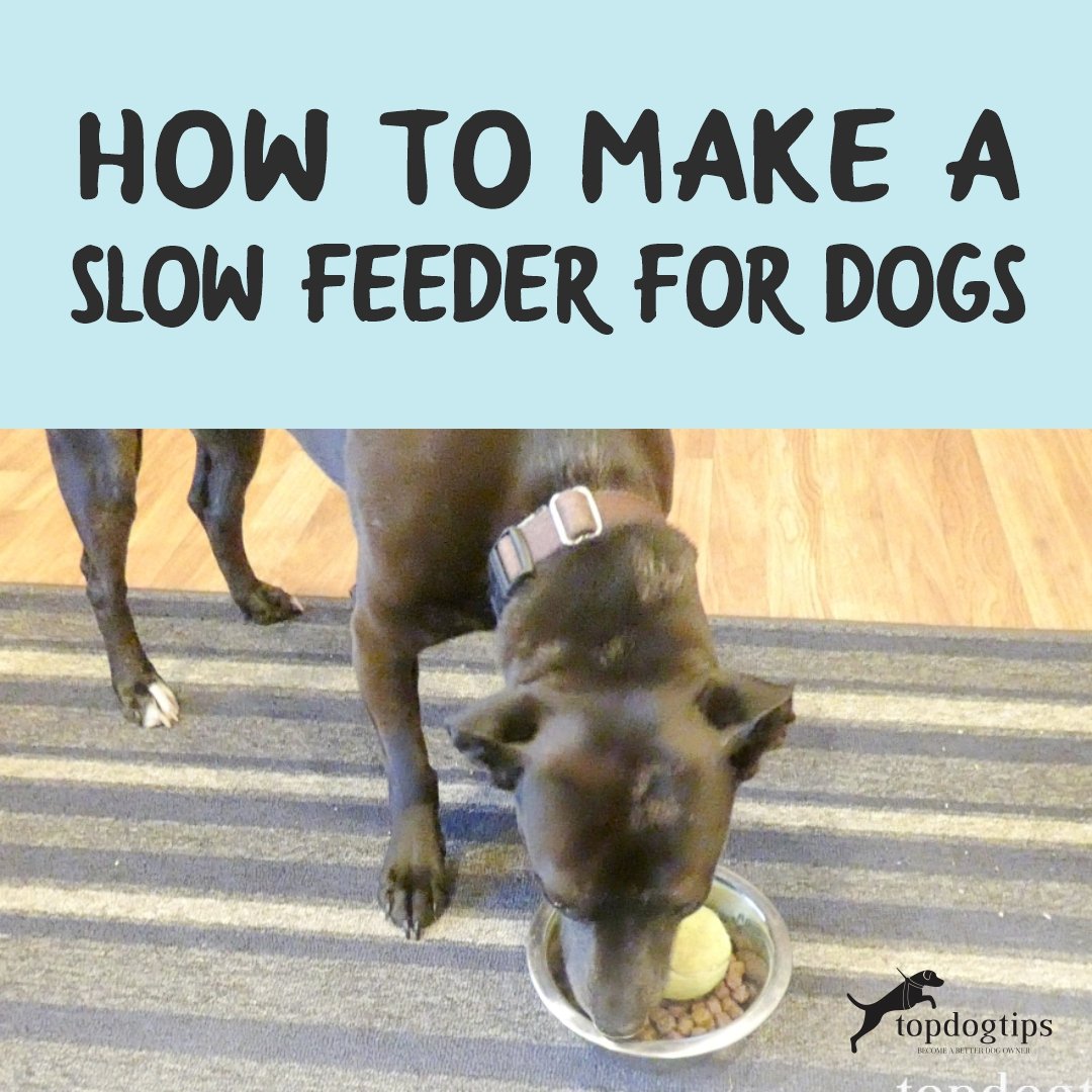  Slow Feeder for Dogs