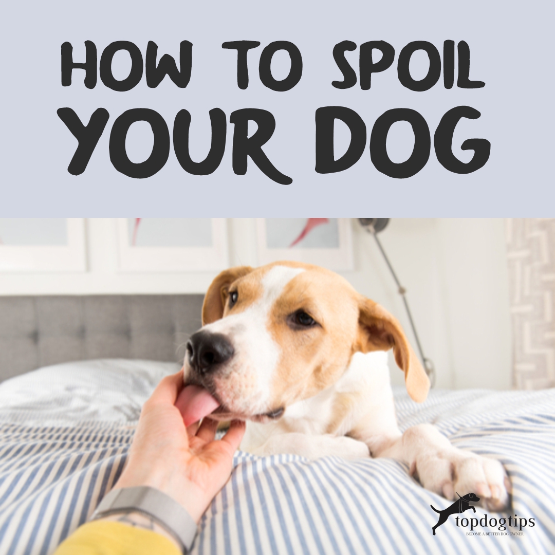 Spoil Your Dog