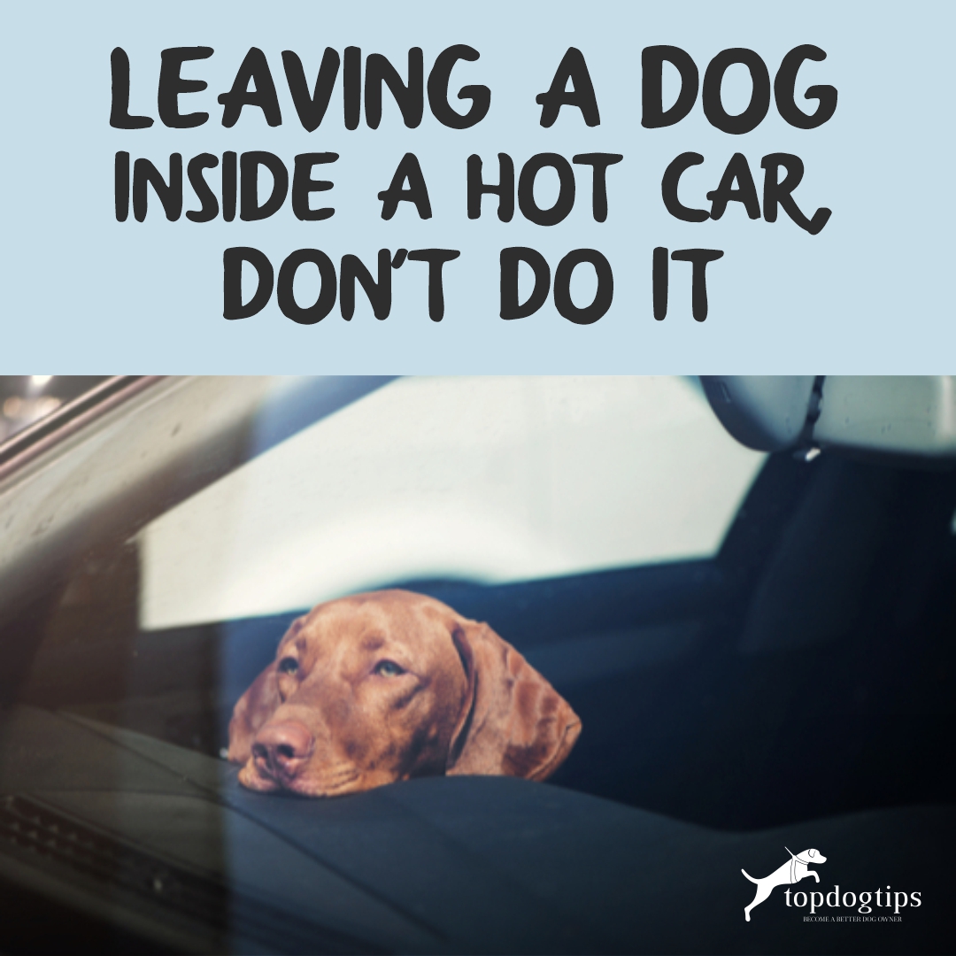 Dog Inside A Hot Car