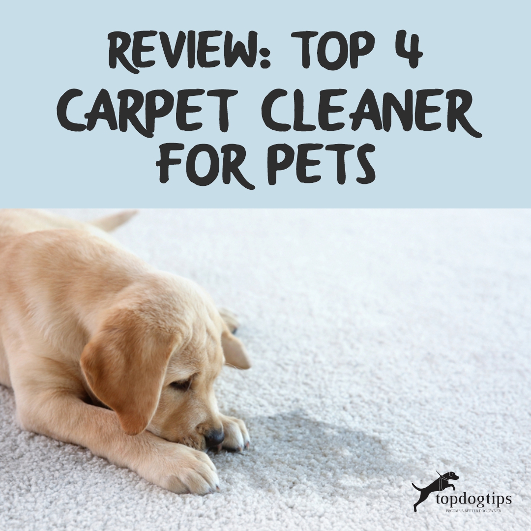 Carpet Cleaner for Pets