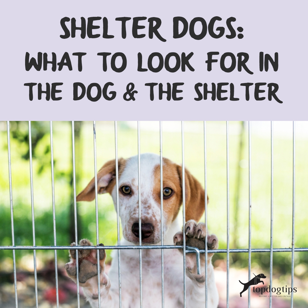 Shelter Dogs