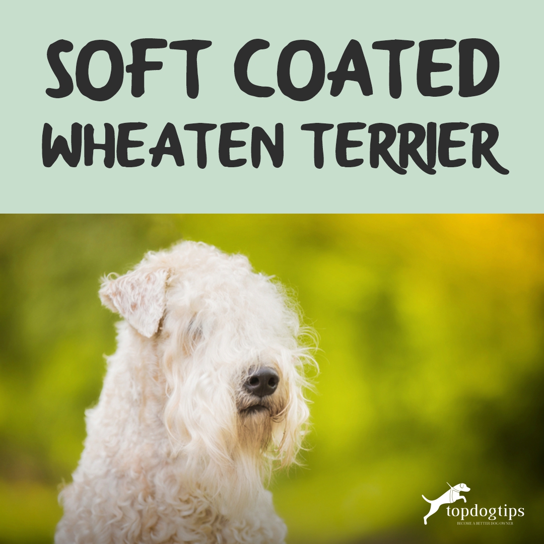 Soft Coated Wheaten Terrier