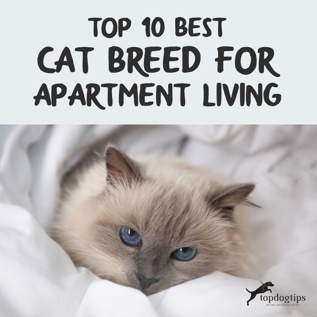  Cat Breed for Apartment Living