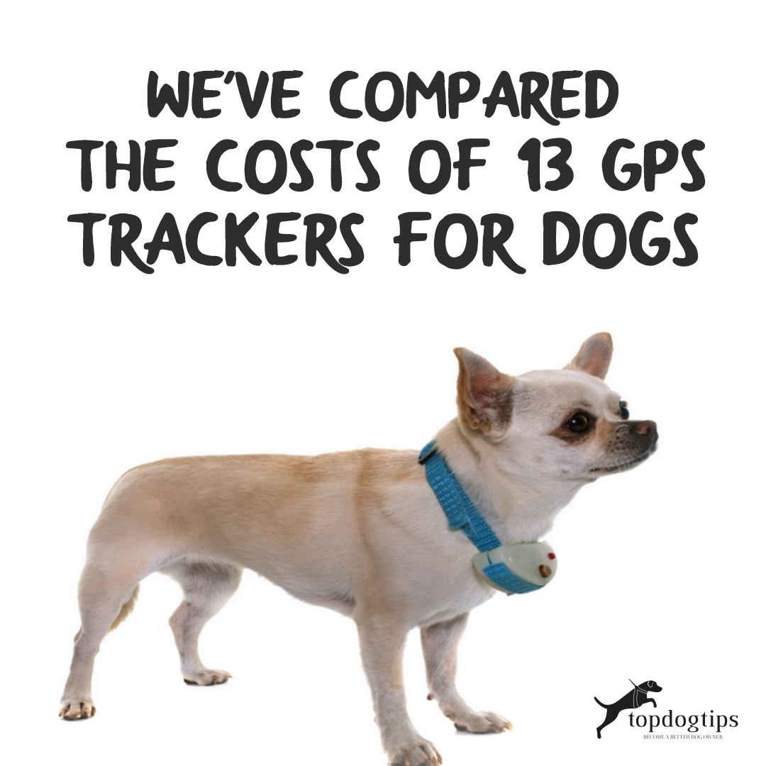 GPS Trackers for Dogs