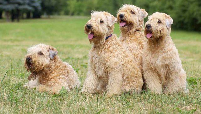 Wheaten Terrier