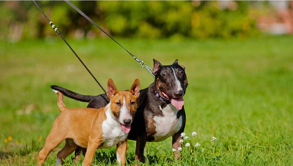 double dog leash