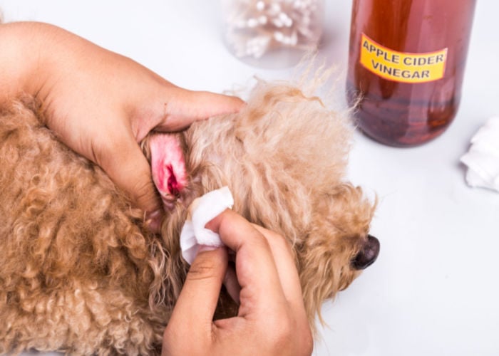 home remedy for dog ear infection apple cider vinegar