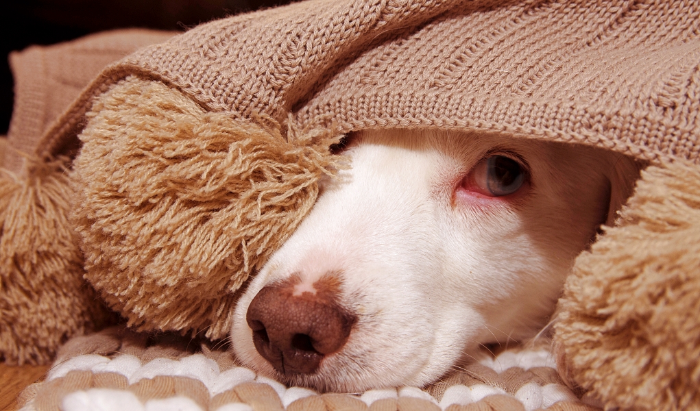 How To Calm Dogs During A Thunderstorm