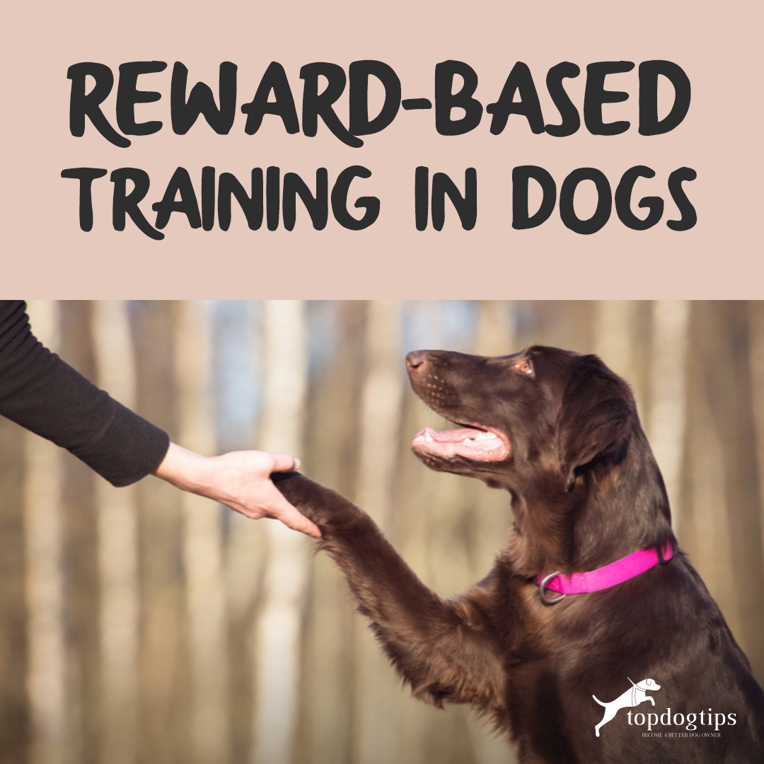 reward-based training