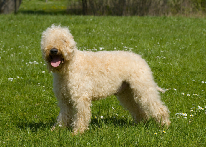 Wheaten Terrier