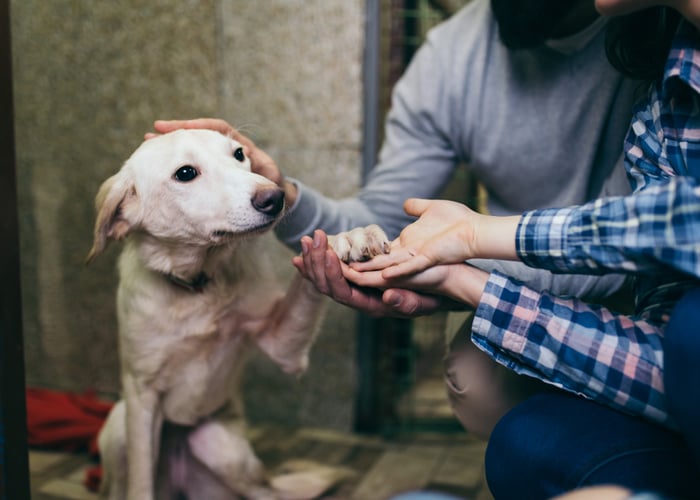 shelter dogs